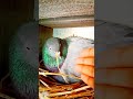 &quot;The Most Talented Pigeon You&#39;ll Ever See!&quot;🐦...#shortsvideo #shorts #short #shortsfeed #shortvideo