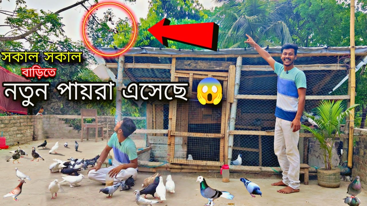 সকাল সকাল বাড়িতে অতিথি পায়রা এসেছে 😱#myworld #petsvlog