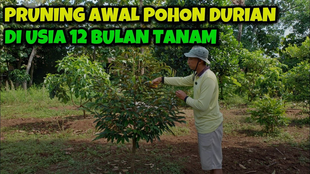 Pruning Perdana Durian Bawor Usia 12 bulan Tanam