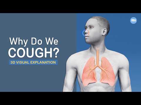 Why Do We Cough? How Cough Protects Your Lungs? 3D Visual explanation