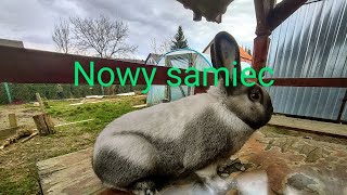 Nowy samiec/ sprzedaż królików
