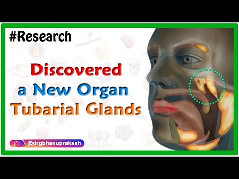 Video: Researchers Have Found A New Organ In The Human Body - Alternative View