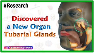 Researchers discovered a new organ in the Human body I Tubarial glands