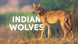 In Search Of India's Rare Wolves Battling To Survive | Wolf Documentary