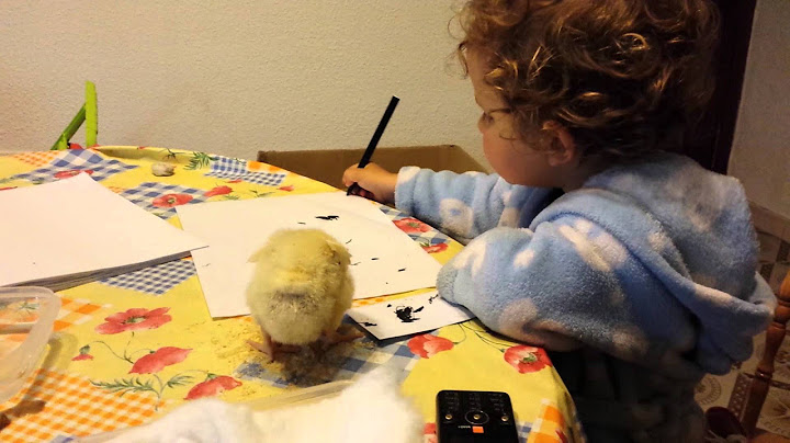 "La que has liao pollito" vídeo completo y original. Subido por los padres.