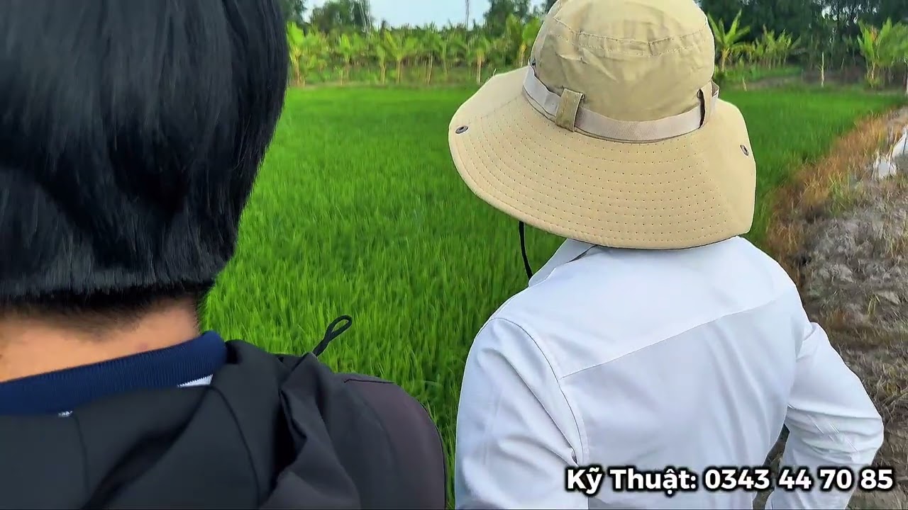 QUẢN LÝ ĐẠO ÔN TRÊN GIỐNG ĐÀI THƠM 8 - NÔNG DÂN CẦN THƠ BÓN PHÂN NHƯ THẾ NÀO ?🌾