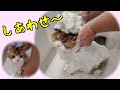 【猫シャンプー】初めてプロのグルーマーさんにシャンプーとブラッシングをお願いしたらモッフモフになりました 笑