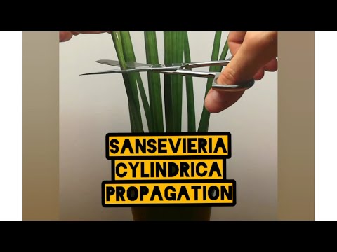 Video: Sansevieria Cylindrica Info – Tipps für den Anbau von Seestern-Sansevieria-Pflanzen
