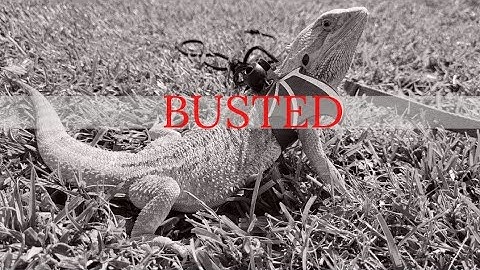 Busting Bearded Dragon MYTHS! True or false? #beardeddragon #lizard #beardie #reptile #pagona #CHONK