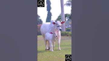Sapi brahman #cow #sapimakan #animals #sapigemuk #sapi #sapilucu #sapipedaging