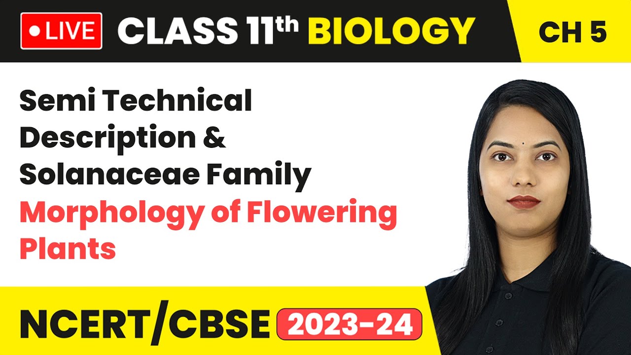 semi-technical-description-solanaceae-family-class-11-biology