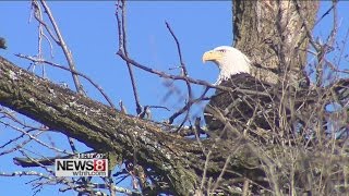 Eagles settling in across the state - including New Haven