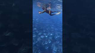 Giant Mobula Ray Migration Profile