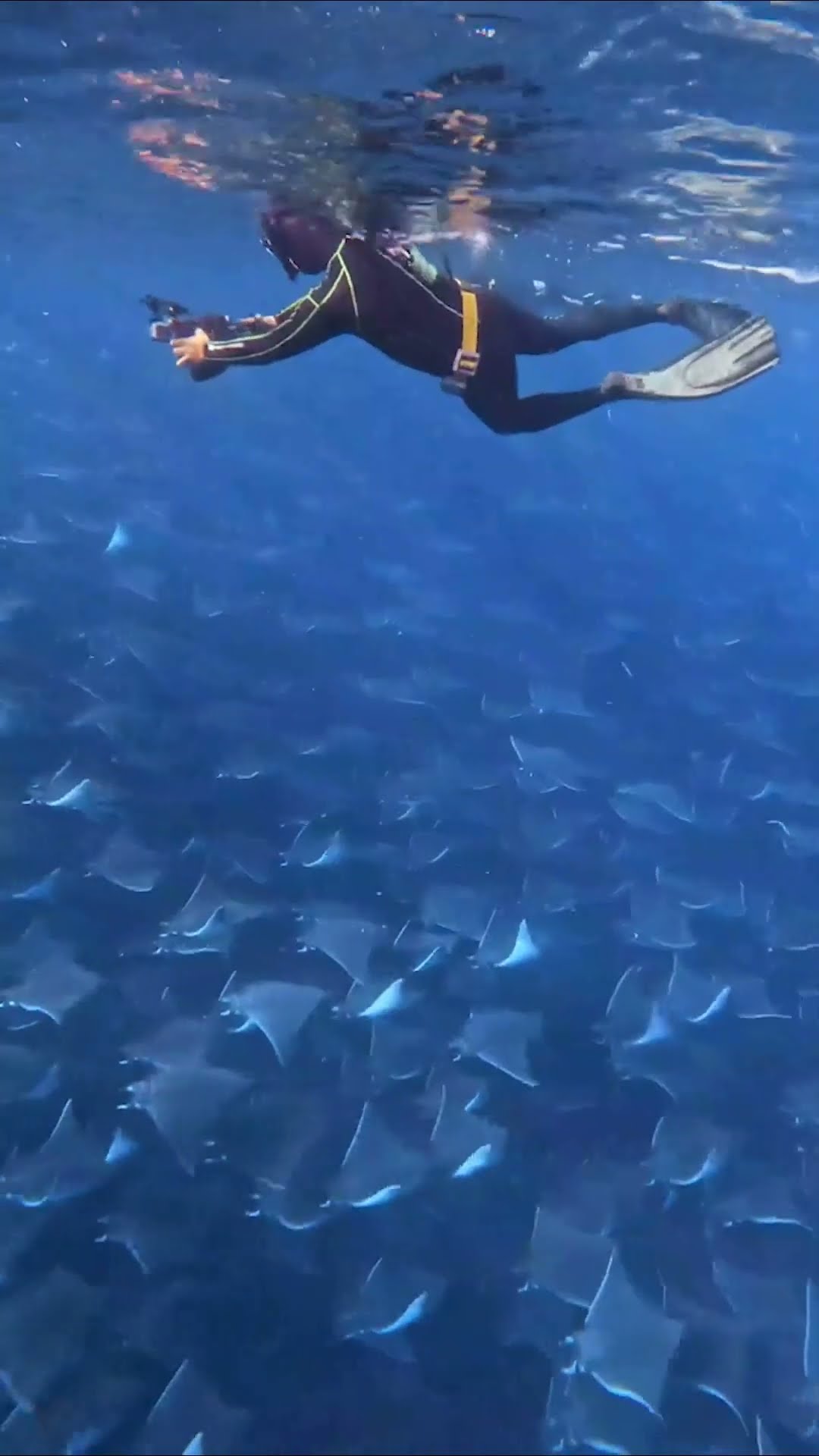 Giant Mobula Ray Migration