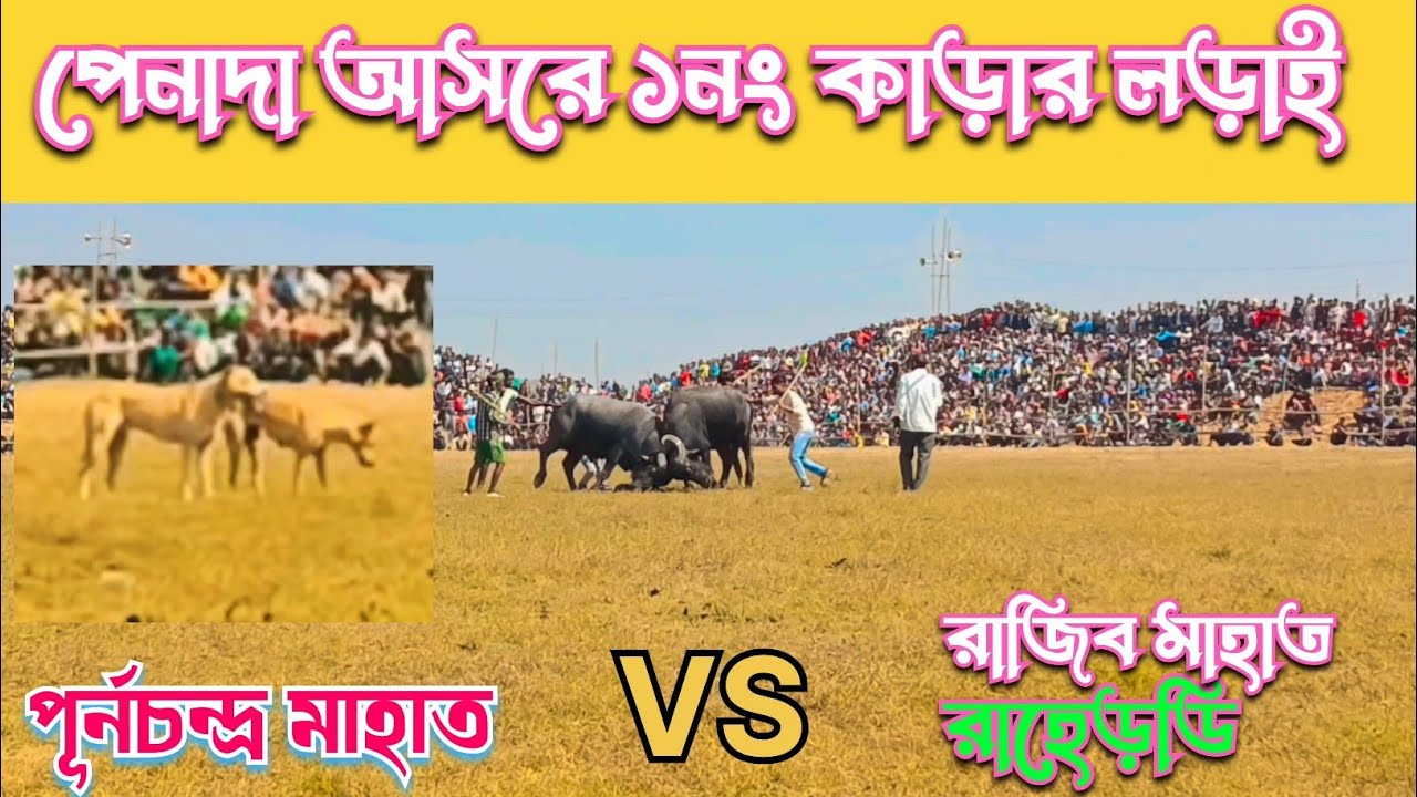 পেনাদা আসরে ১নং কাড়ার লড়াই |  পূর্ণচন্দ্র মাহাত VS রাজিব মাহাত রাহেড়ডি #karalorai #video