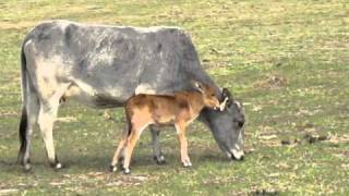 Miniature Zebu for sale - Allie O