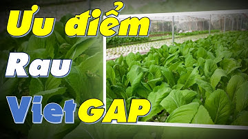 Ưu điểm của trồng rau theo tiêu chuẩn VietGAP - Những lưu ý cho bà con muốn trồng theo tiêu chuẩn