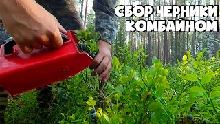 КАК ПРАВИЛЬНО СОБИРАТЬ ЧЕРНИКУ КОМБАЙНОМ (СОВКОМ)