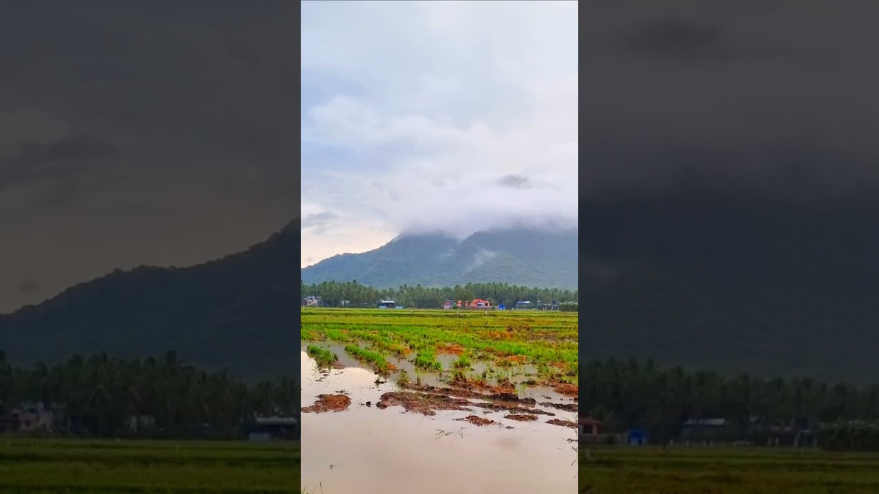 muddy paddy field mist covered mountain Agricultural area in 