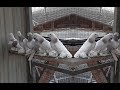 Казахстанские голуби в Деле , Бой - Тяга / Best Pigeon of Kazakhstan (Вячеслав / г.Жаркент )