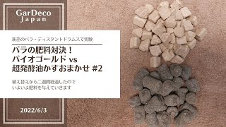 バラの肥料対決！バイオゴールドvs超発酵油かすおまかせ#2