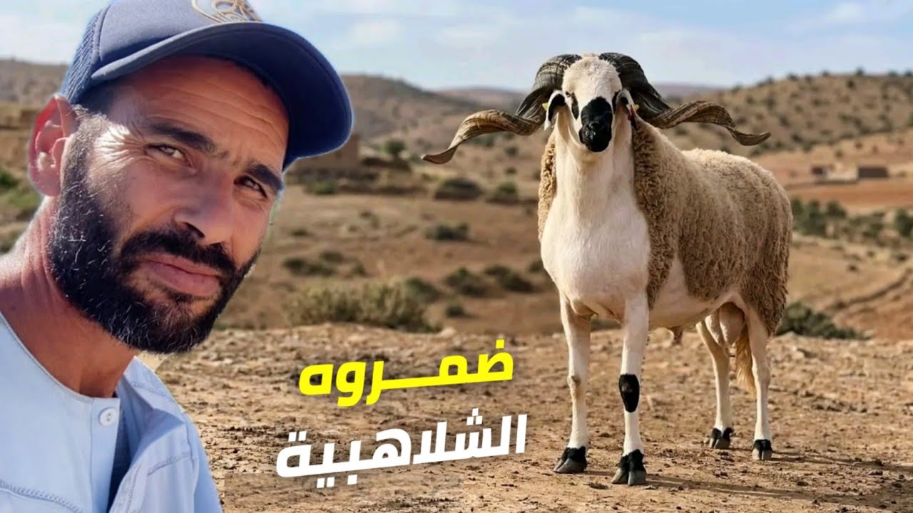 24 مليون مشات فمهب الريح! 💸 الحقيقة الصادمة: شكون السباب واش الأغنام ولا الشناق؟⚠️😱