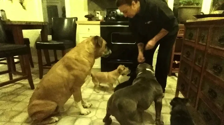 Giving treats to 8 rescue dogs