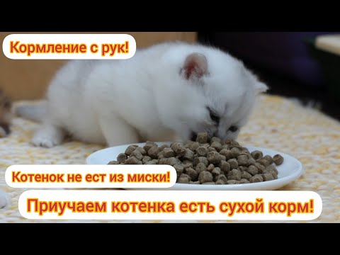 Как приучить котенка есть сухой корм? Котенок не ест из миски! Кормление котят с рук!