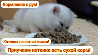 Как приучить котенка есть сухой корм? Котенок не ест из миски! Кормление котят с рук! by DEBORKADER 28,388 views 3 years ago 4 minutes, 53 seconds