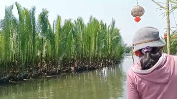 Mời cả nhà cùng tham quan rừng dừa 🌴nước ở Tịnh kKhê || thành phố Quảng Ngãi 💁