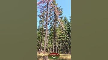When Hard Work Meets Nature 🌲 | Life in the Redwoods of Humboldt County