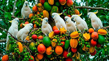 Birdsong & Relaxing Music 🌿 Peaceful Nature Sounds for Stress Relief, Sleep & Meditation (4K)