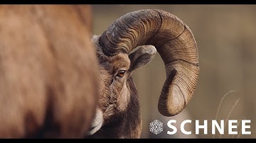 Schnee - WSF Sponsor Video