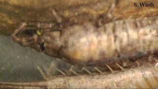 Jumping bristletails in Croatia