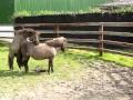 Bart tries to mount Marge! National Stud Farm, Ireland