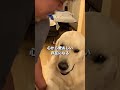 尽くした以上に尽くしてくる #大型犬 #ゴールデンレトリバー #コール家