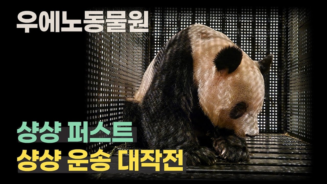 코로나 속 샹샹 운송 대작전 - 샹샹 퍼스트 (2023.07.19)