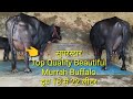 👍यहां पर मिलेगी आपको,Top Quality Superstar Heavy Milkar Murrah Buffalo,दूध 18से22 लीटर नीचे कटड़ी