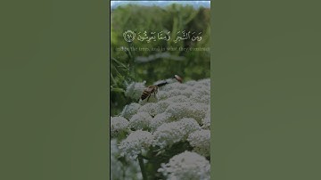 #اكسبلور #ادريس_أبكر #سورة #النحل