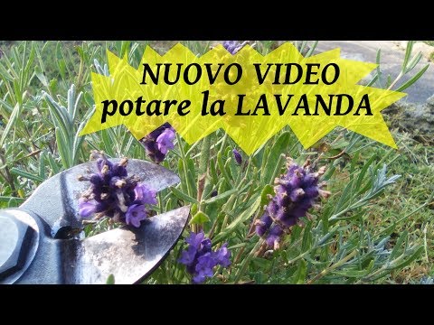 NUOVO VIDEO POTARE LA LAVANDA