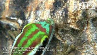 Exo Terra - Réunion Island 2006 Phelsuma Inexpectata