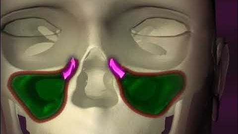 Maxillary sinus-Otolaryngology