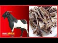UMEFICHWA KUHUSU HILI KAMA UNAKULA NYAMA YA MBUZI USIPITE BILA KUTAZAMA HII UMEFICHWA KUHUSU HILI KAMA UNAKULA NYAMA YA MBUZI USIPITE BILA KUTAZAMA HII