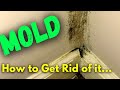 DIY Mold Remediation - What to Do If You Find MOLD and When You Should Call a Professional