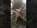 Unbelievable Fish Phenomenon 😱 | Viral Video Explained