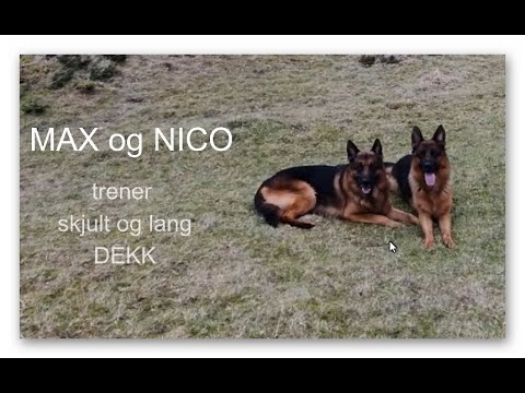 Max og Nico trener lang og skjult DEKK 2022