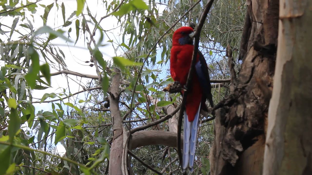 Australie Great Ocean Road Perroquet Rouge Youtube