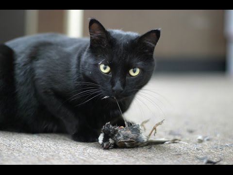 Gato Bombay / Raza de Gato Gatos Bombay. Origen, Características, Alimentación Y Cuidados