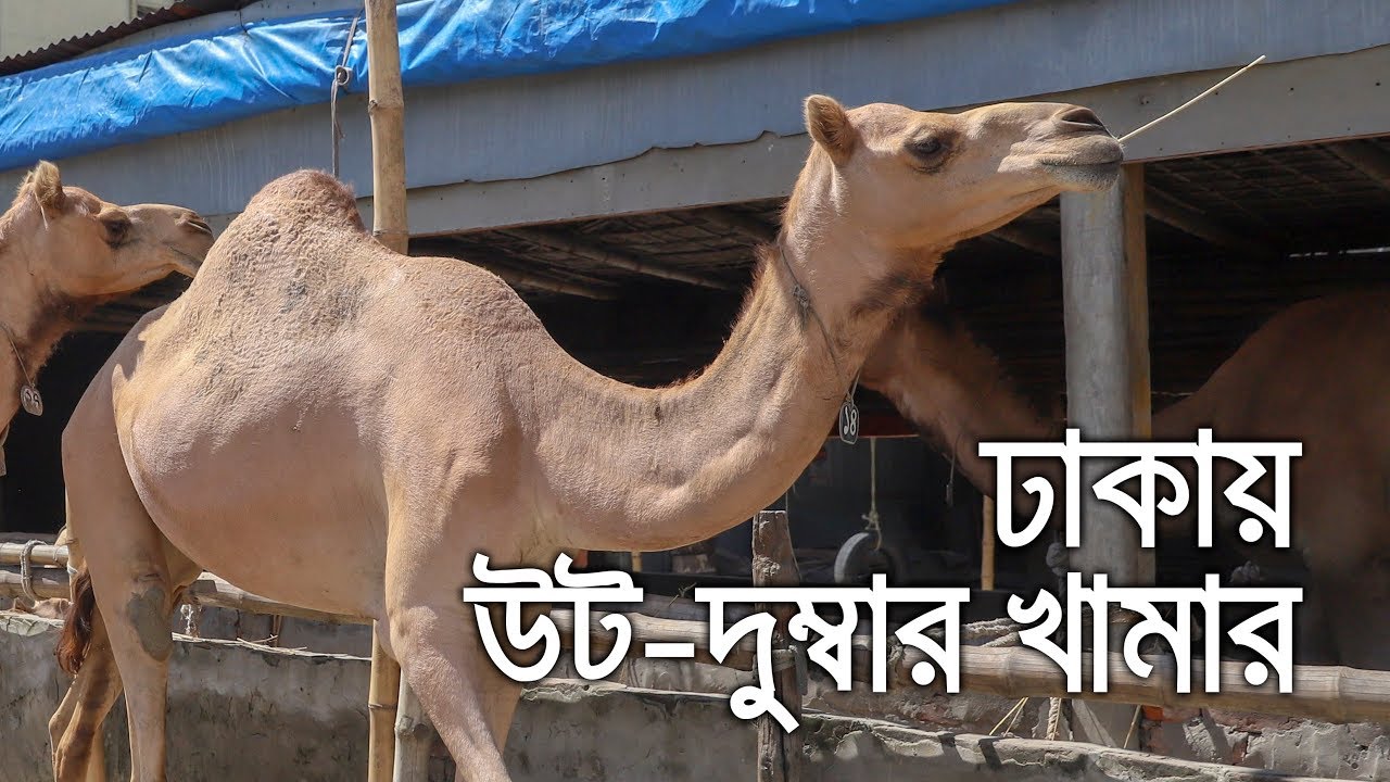 Xotinning jinsiy aloqa fotosurati