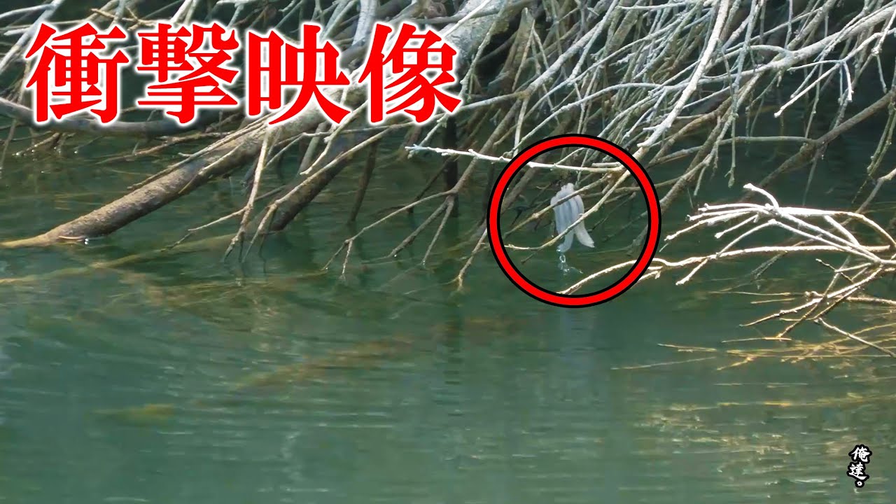 木の中に潜む巨大魚の前にミミズの塊を投げると…。【ヤリィー】